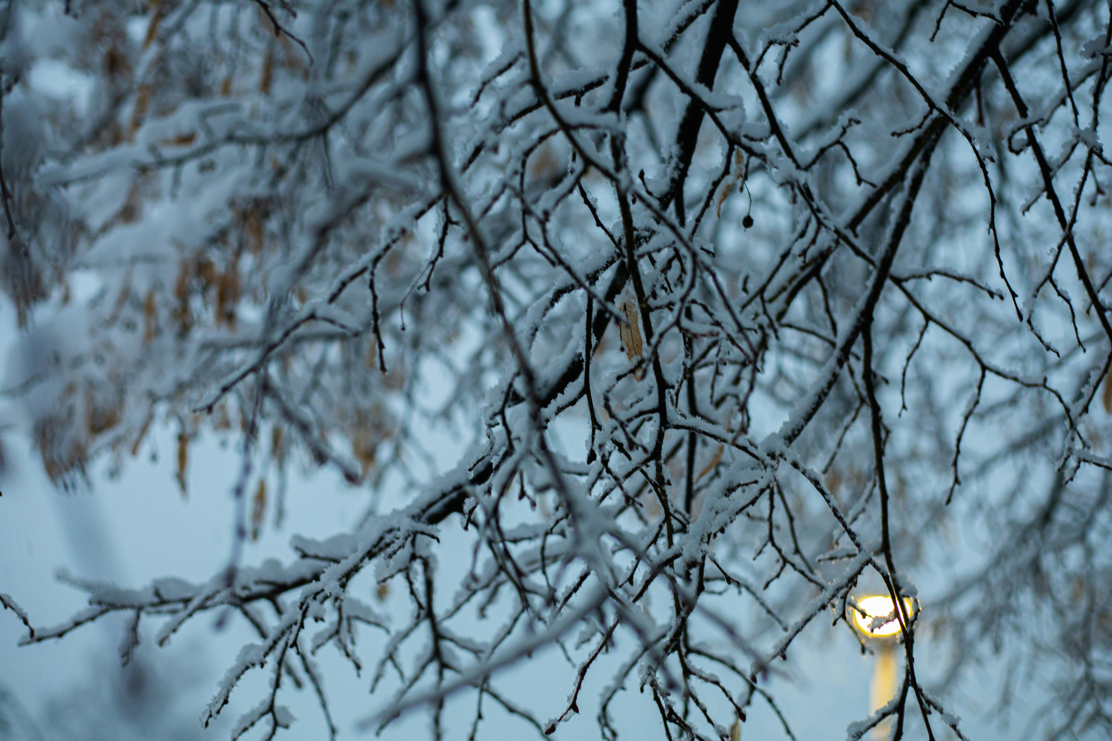 yellow bird on bare tree during daytime